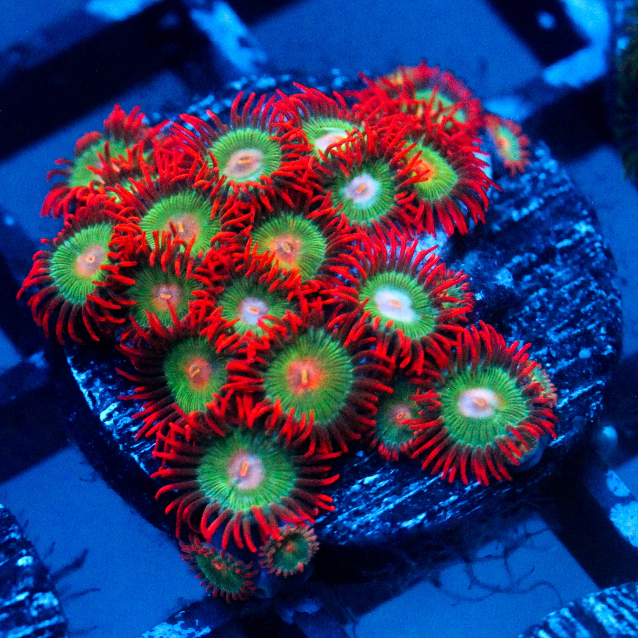 JC Gatorade Zoanthids