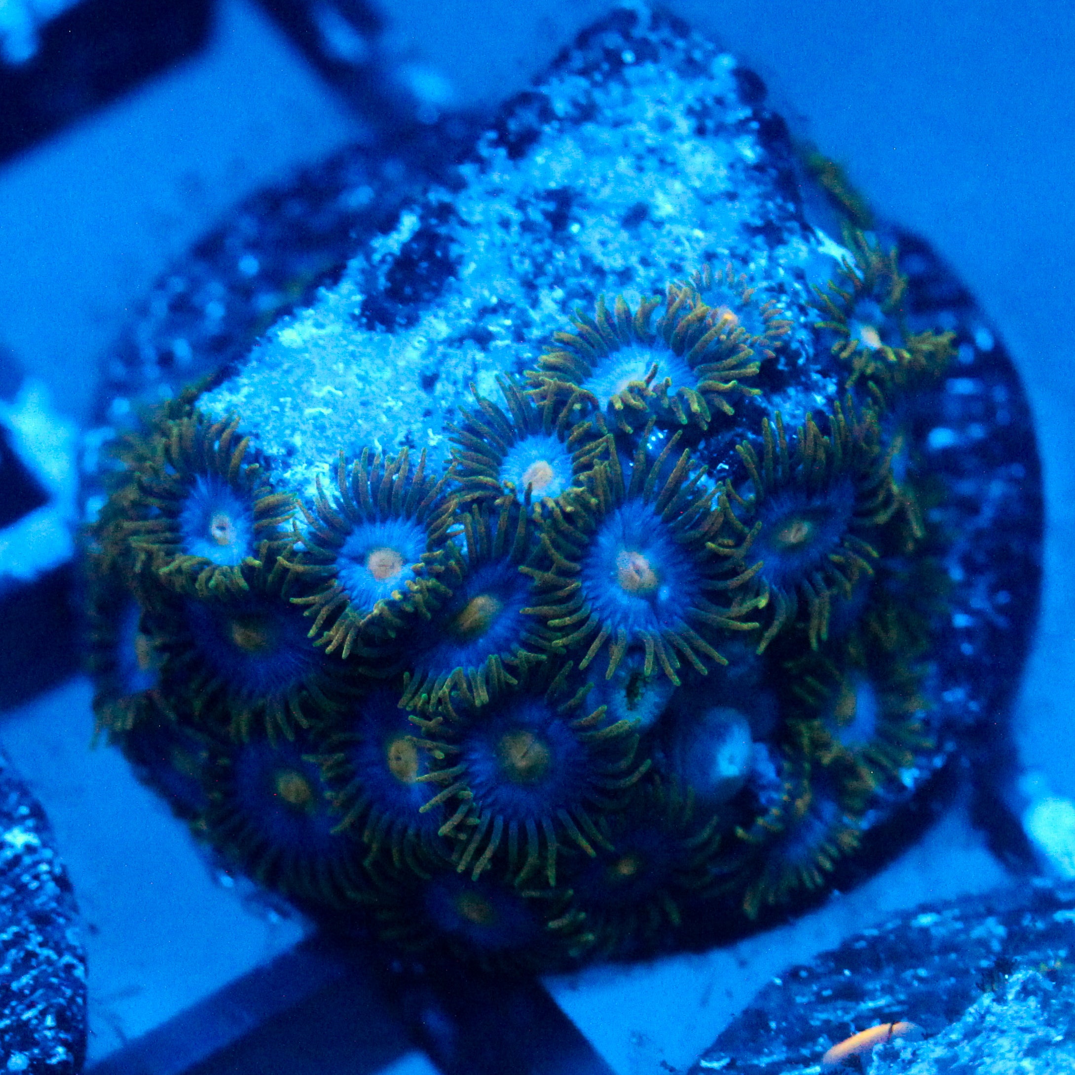 JC Gold Gobbler Zoanthid
