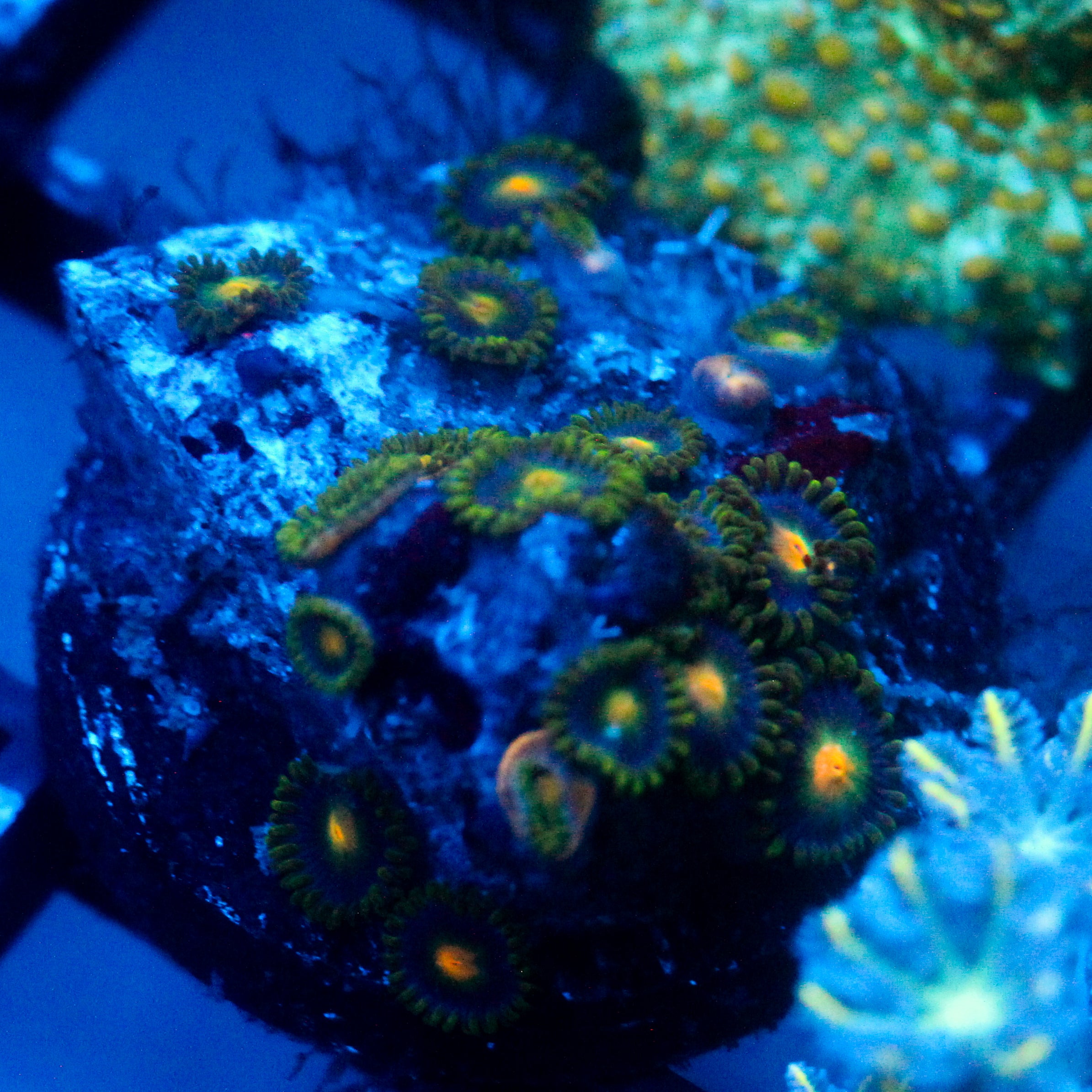 JC Green Crawler Zoanthid