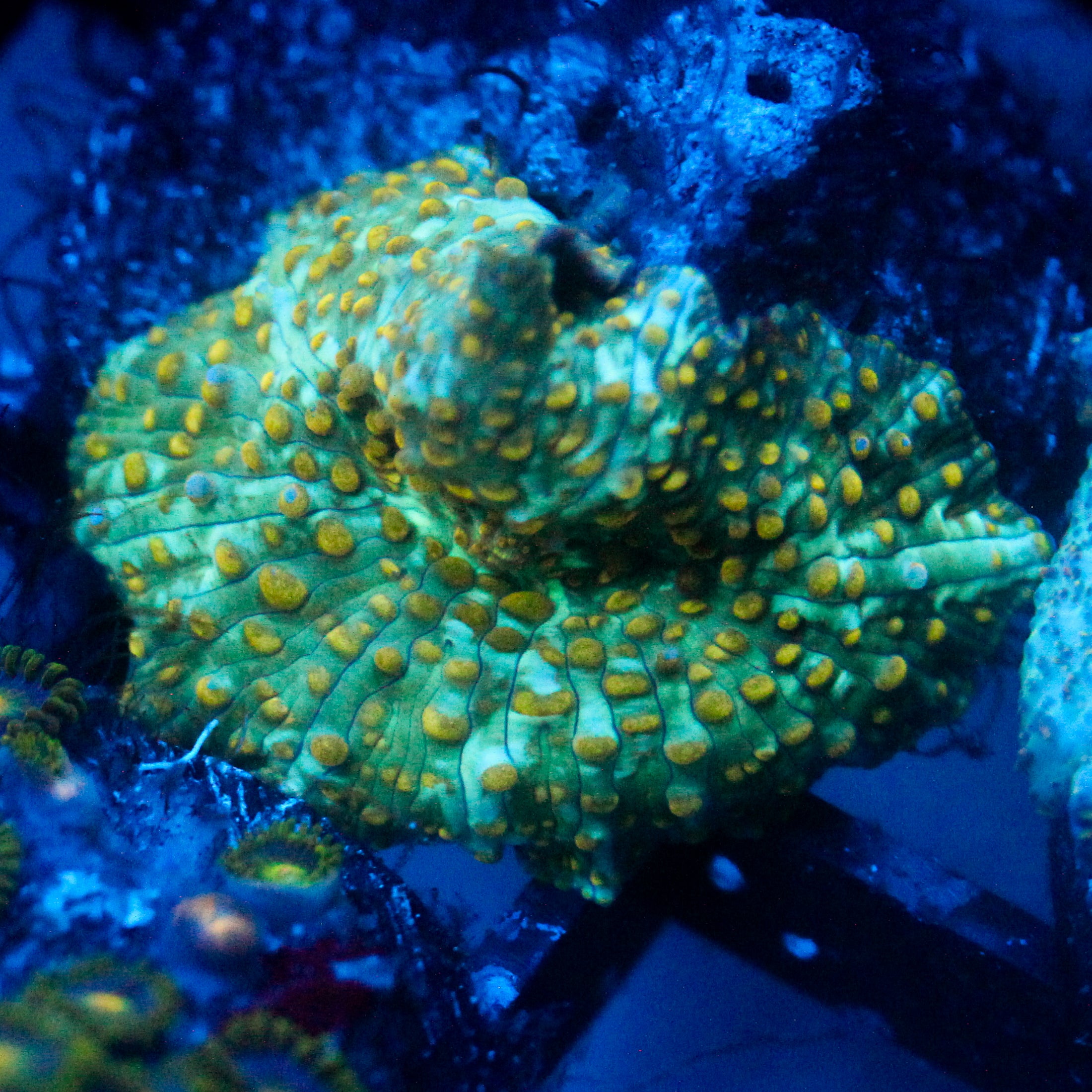 JC Firefly Discosoma