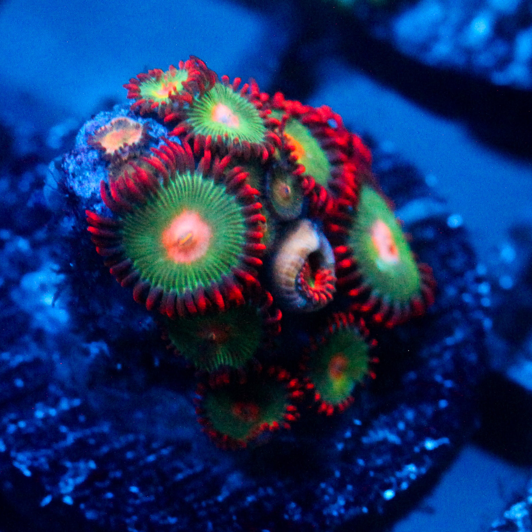 JC Gatorade Zoanthids