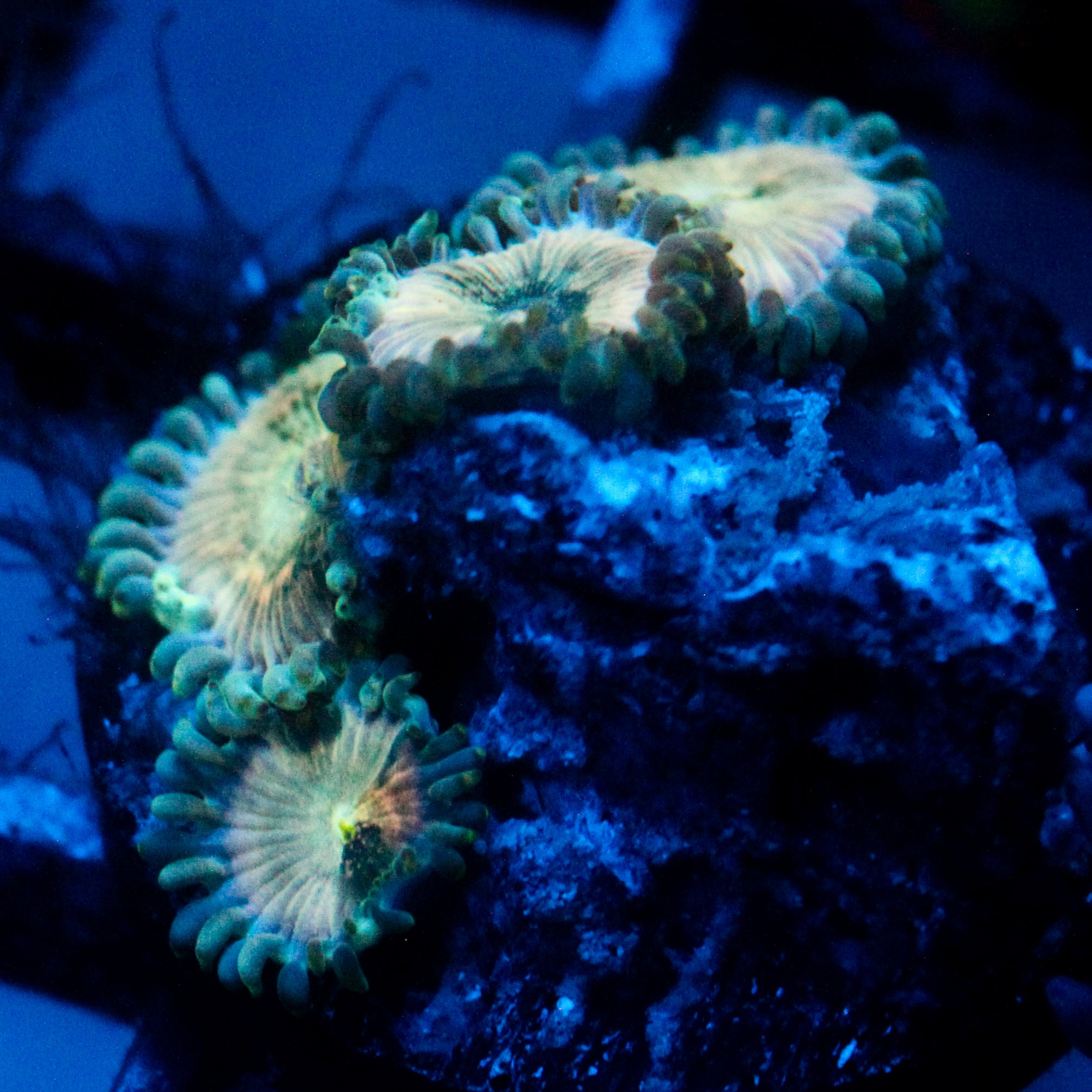 JC Hawaiian Ding Dang Zoanthid