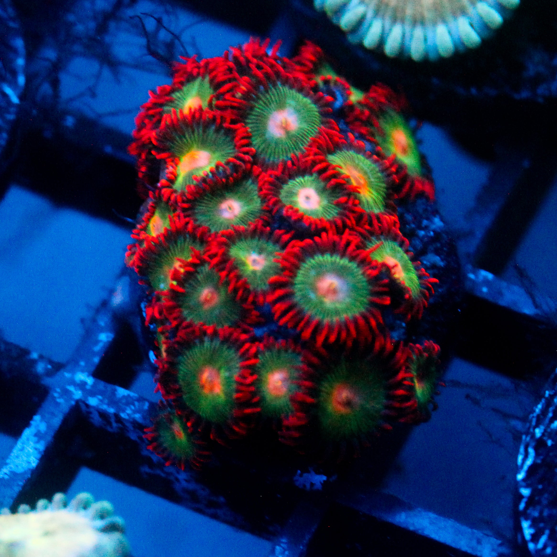JC Gatorade Zoanthids