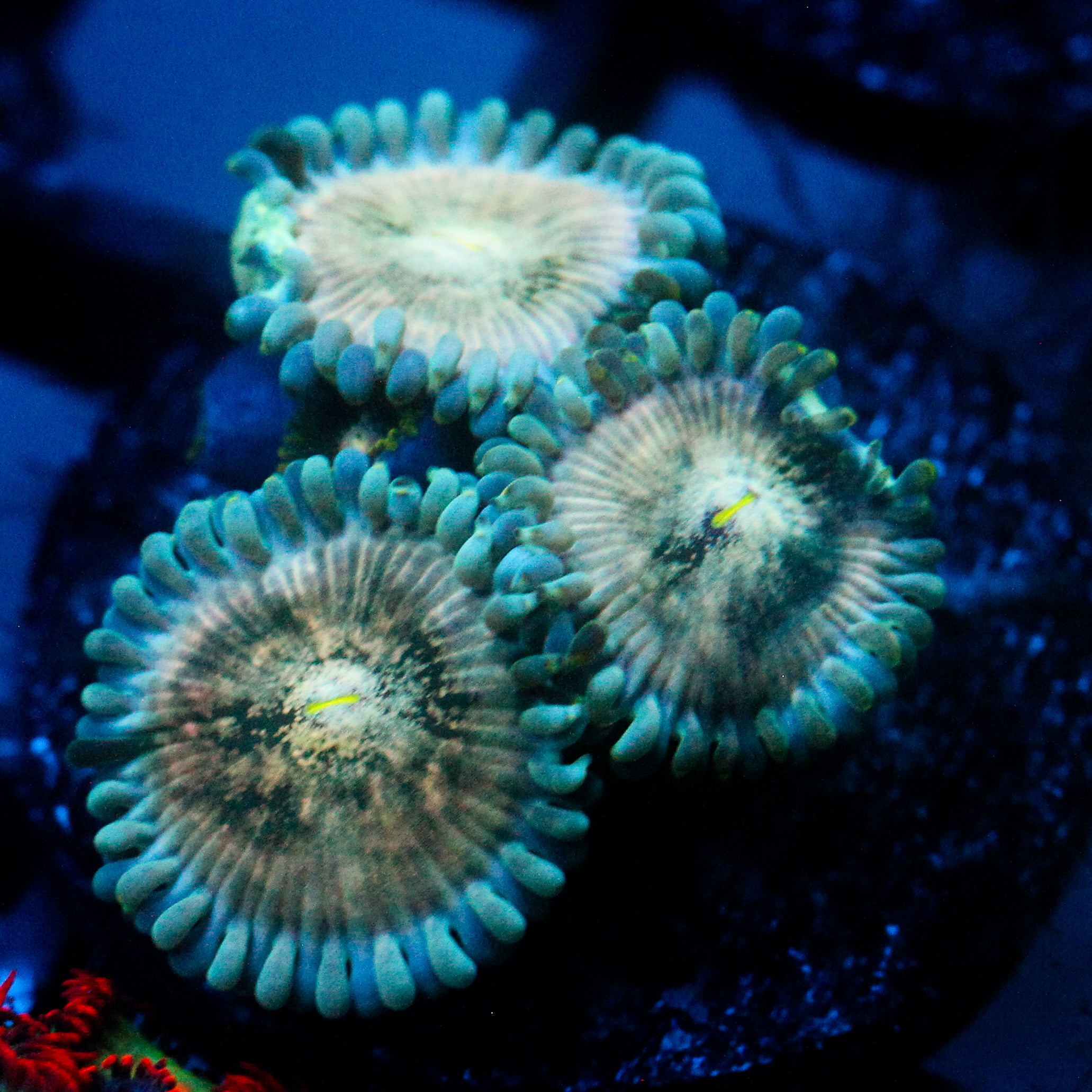 JC Hawaiian Ding Dang Zoanthid