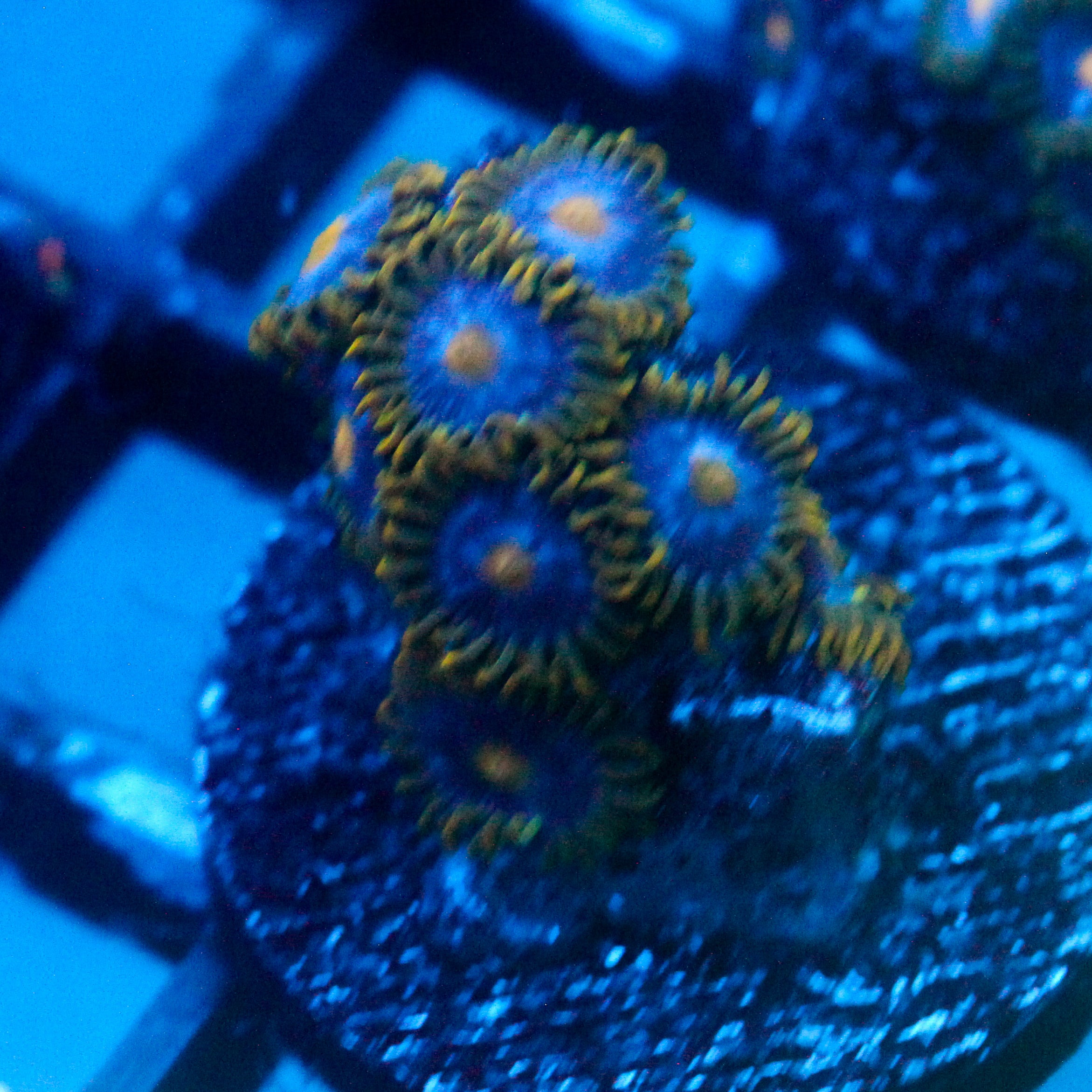 JC Blue Beast Zoanthid
