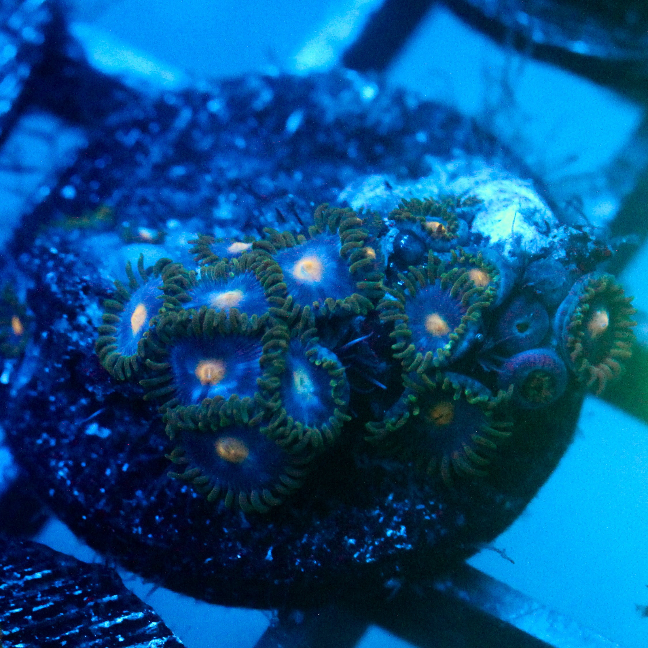 JC Gold Burn Zoanthid