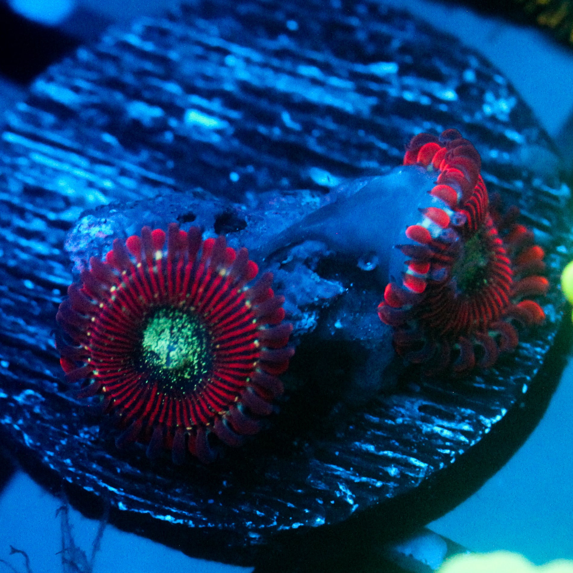 JC Magician's Zoanthid