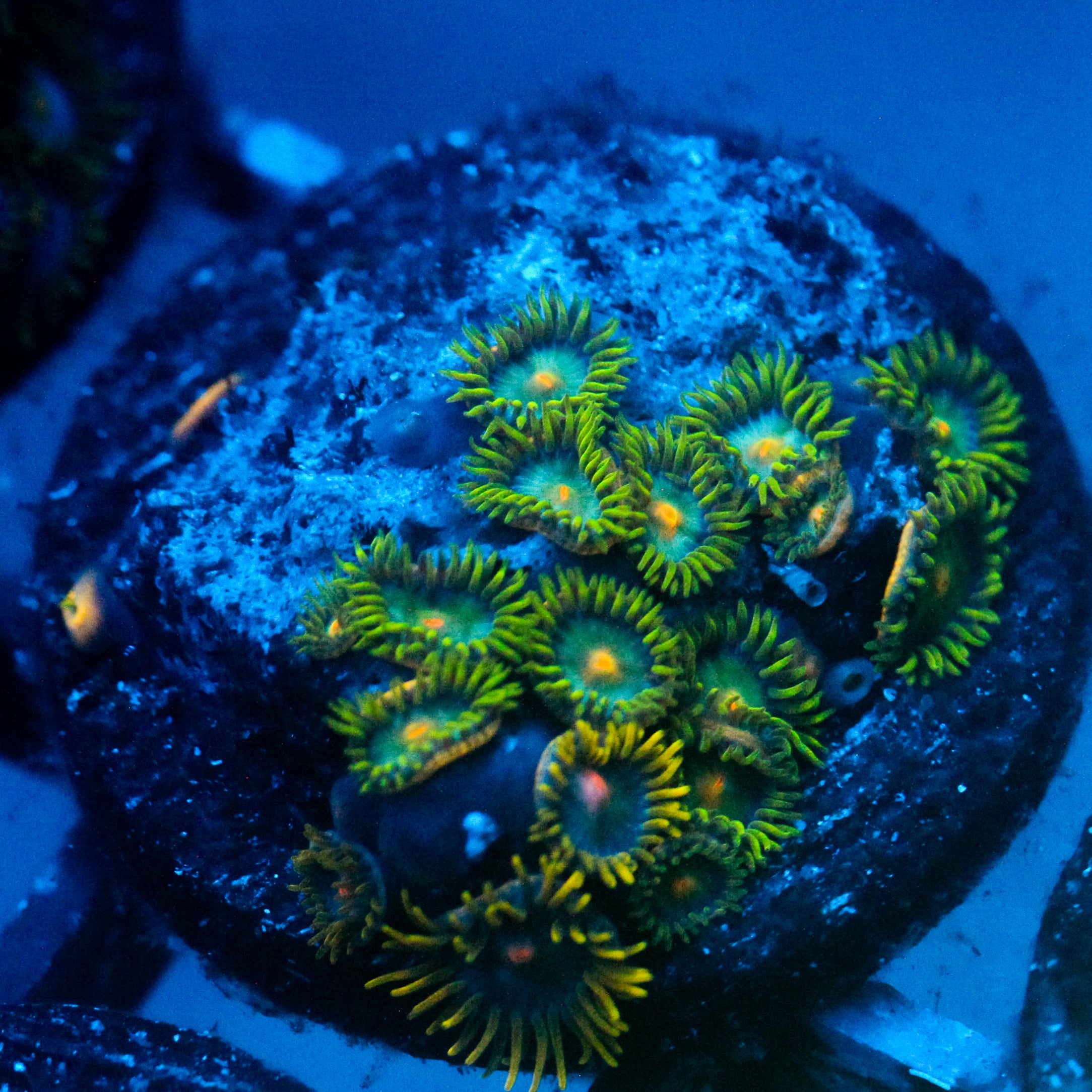 JC Green Demon Zoanthid