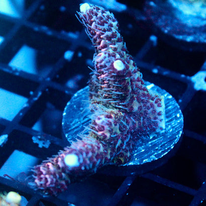 JC Purple Princess Acro