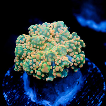JC Orange Julius Octo