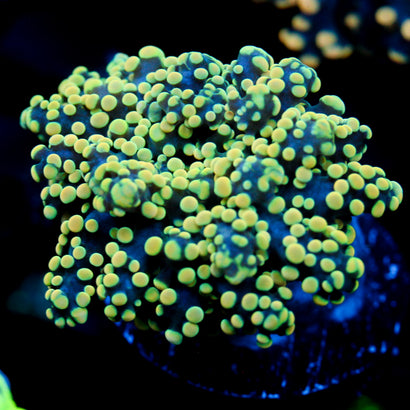 JC Neon Yellow Octo