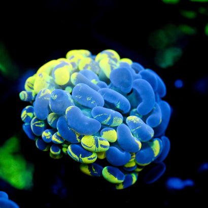 JC Yellow Splatter Hammer