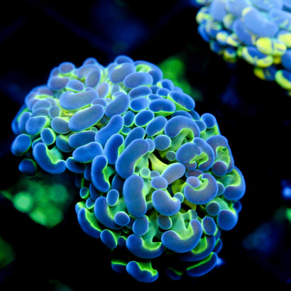 JC Bright One Hammer