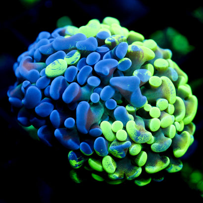 JC Ultra Splatter Hammer