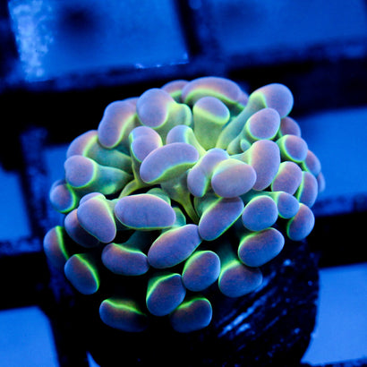 JC Ultra Hologram Hammer