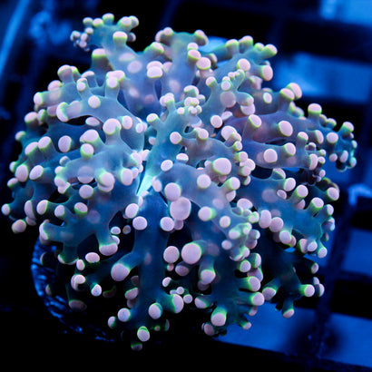 JC Orange Tip Octo