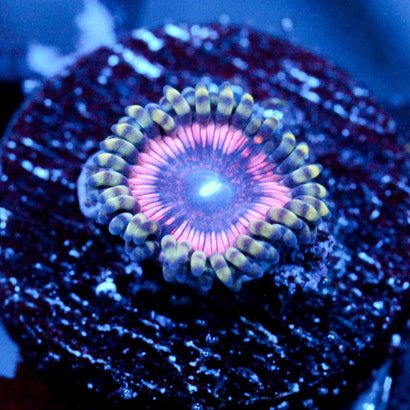 JC Pink Quasar Zoanthid