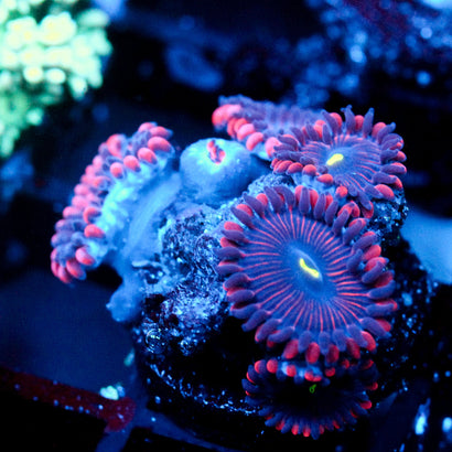 JC Purple People Eater Zoanthid