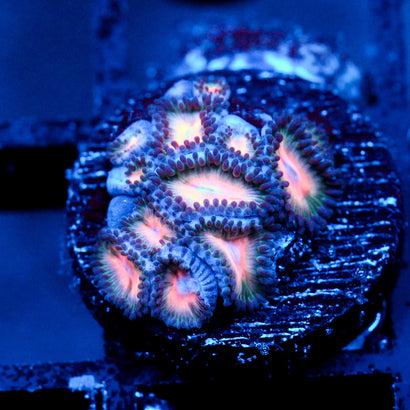 JC Peach Bellini Zoanthid