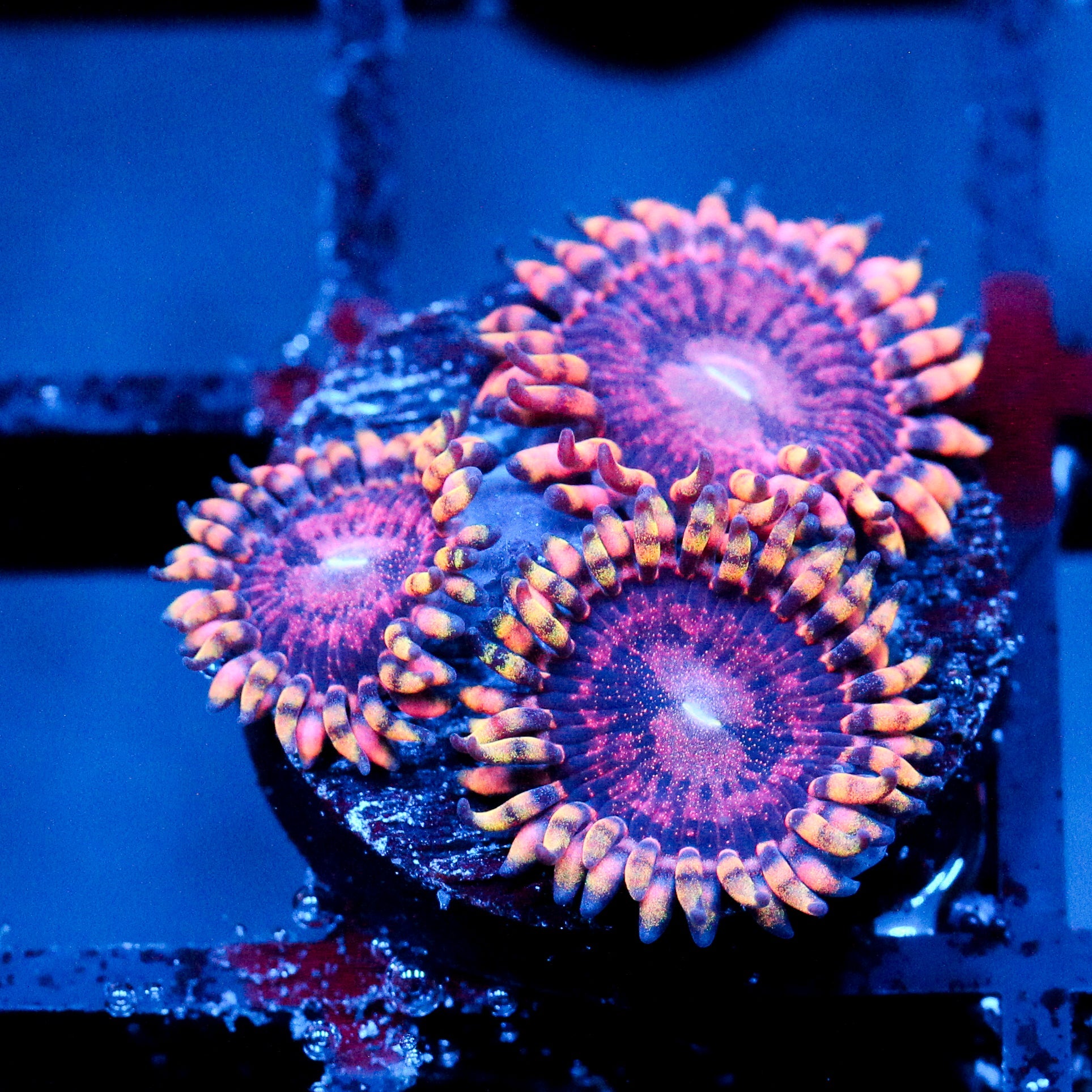JC Purple Empress Zoanthid