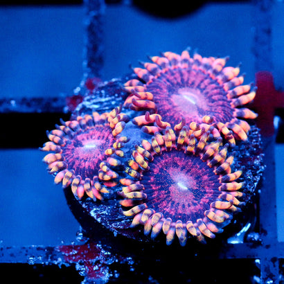JC Purple Empress Zoanthid