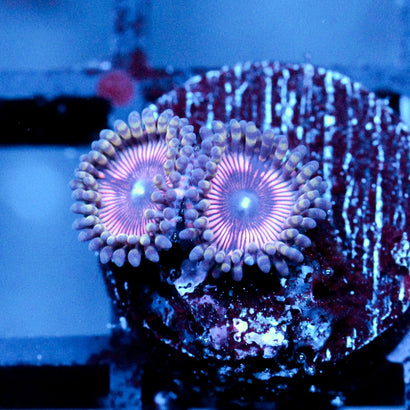 JC Pink Quasar Zoanthid