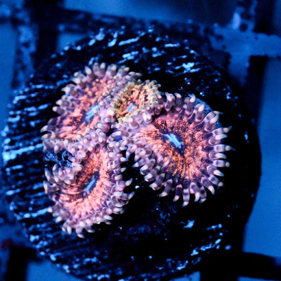 JC Neptunes Bounty Zoanthid