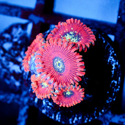 JC Magician's Zoanthid