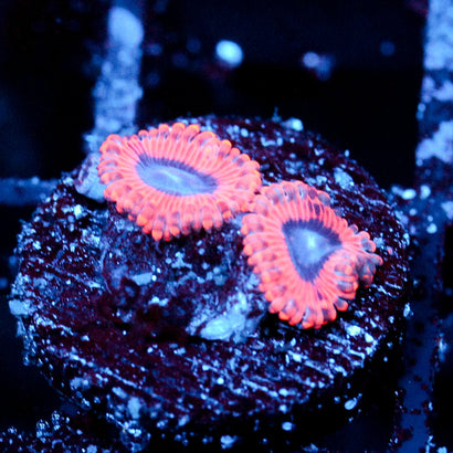 JC Typhloshion Zoanthid