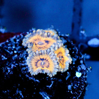 JC Blue Seam Zoanthid