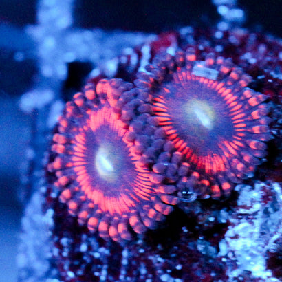 JC Valentine's Blurr Zoanthid