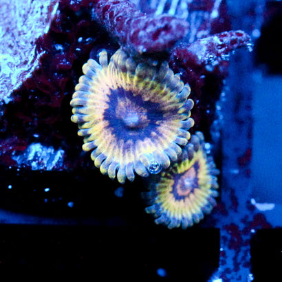 JC The blob Zoanthid