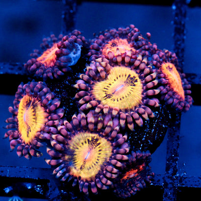 JC Speckled Kraze Zoanthid