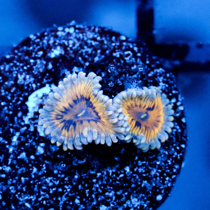 JC Blue Seam Zoanthid