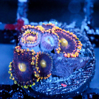 JC Bozos birthday Zoanthid