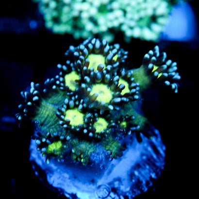 JC Cobalt Greed Goni