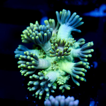 JC Neon Aura Goni