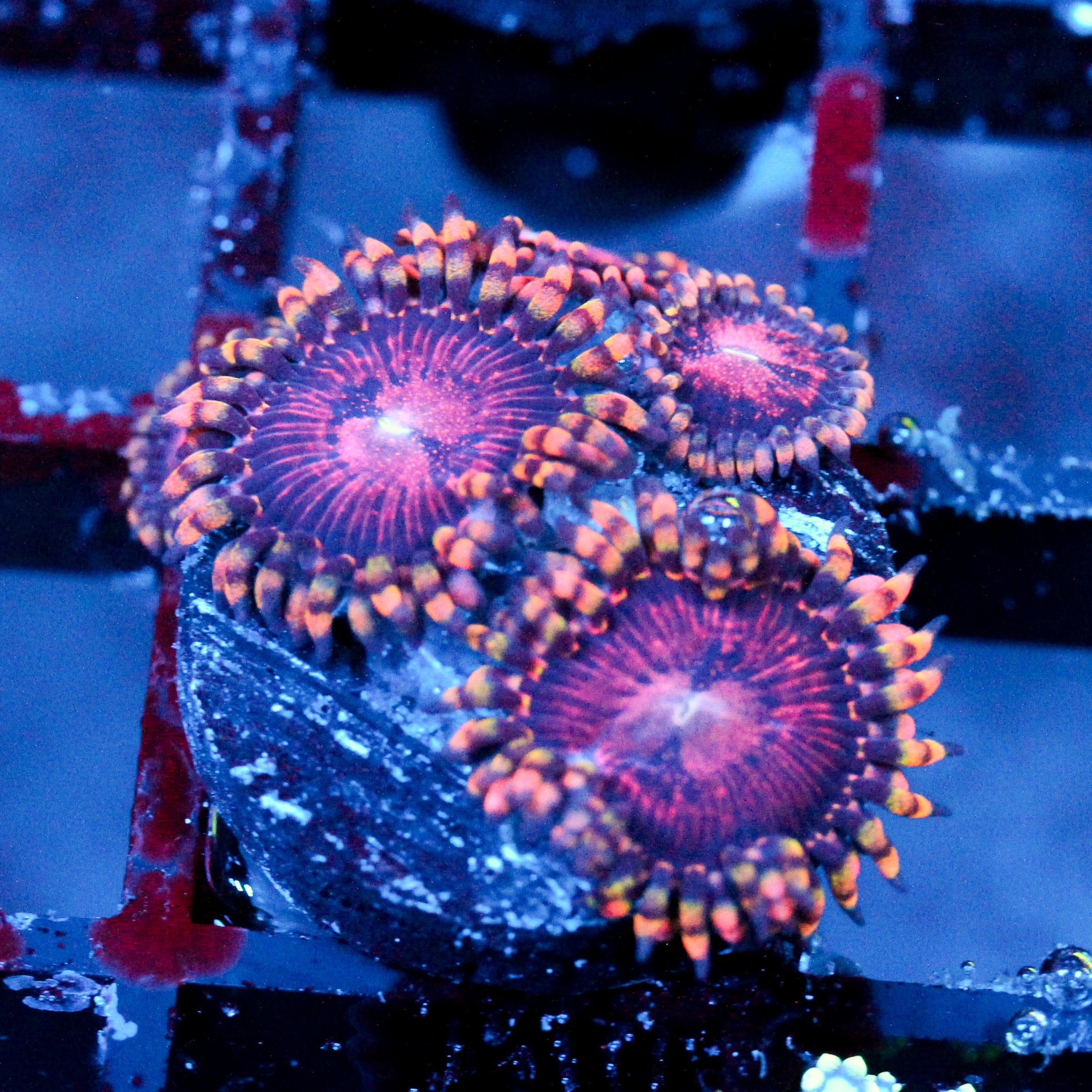 JC Purple Empress Zoanthid