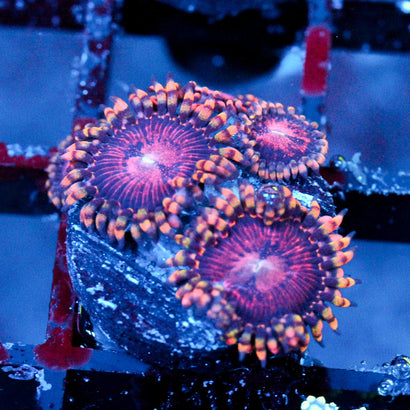 JC Purple Empress Zoanthid