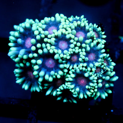 JC Phantasmic Flowers Goni