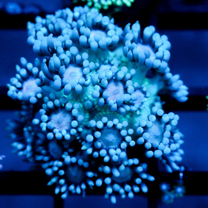 JC Beachy Breeze Goni