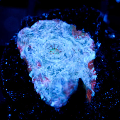 JC Winter Blast Chalice