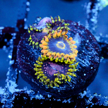 JC Purple Monster+Rainbow Yoda+Bozos birthday Zoanthid