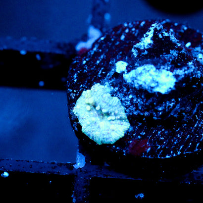 JC Baby Neptune Bounce Mushroom