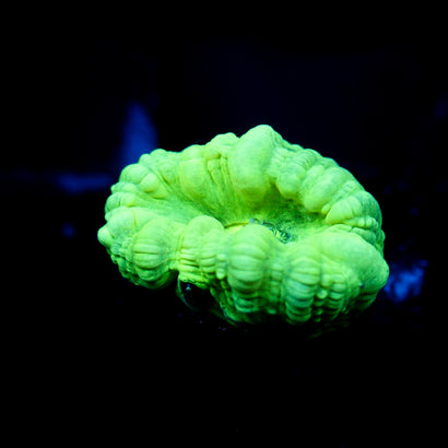 JC Neon Trumpet Coral