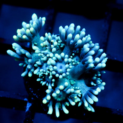 JC Blistering Frost Goni