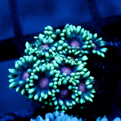 JC Phantasmic Flowers Goni