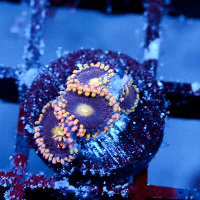 JC Bozos birthday Zoanthid