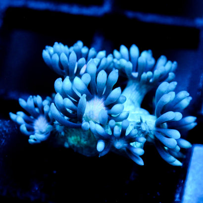 JC Beachy Breeze Goni