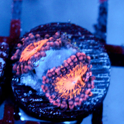 JC Speckled Kraze Zoanthid